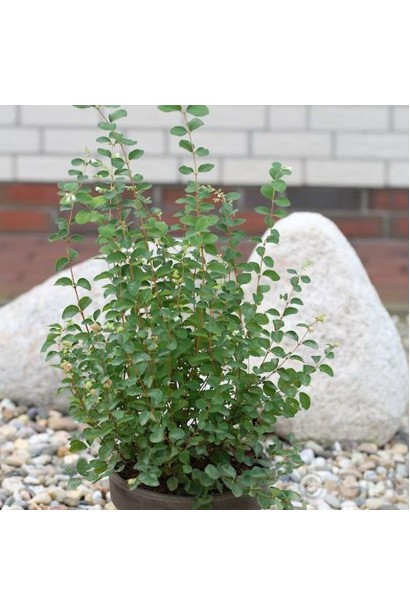 Symphoricarpos doorenbosii Amethyst кущ